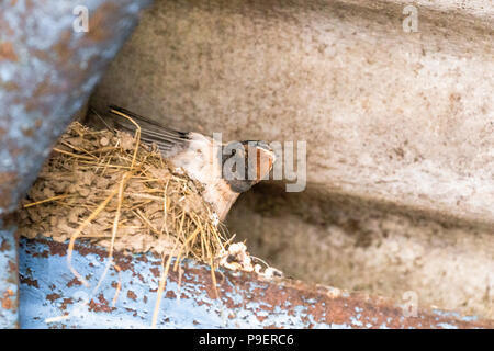 Una rondine (UK) nesting in travetti di un edificio rurale. Foto Stock