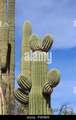 Close up di un cactus Saguaro che resembes Mickey Mouse o un coniglio sul deserto scoperta Sentiero Natura nel Parco nazionale del Saguaro, Tuscon Mountain Dis Foto Stock