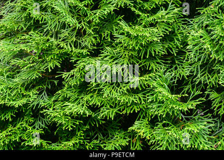 Thuja conifera sempreverde di ramoscelli verdi macro Foto Stock