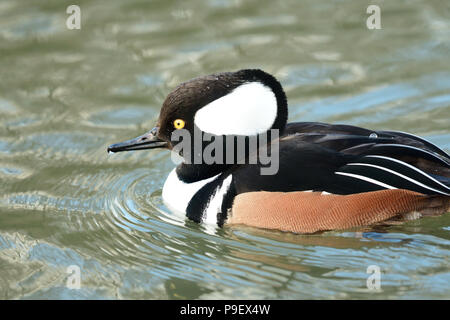 Close up di un incappucciati nerganser nuotare in acqua Foto Stock