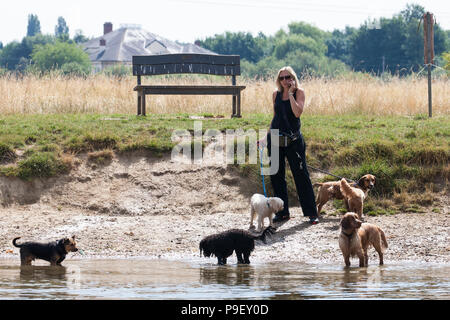 Shepperton, Regno Unito. 16 Luglio, 2018. Cani potrete nuotare nel fiume Tamigi. Credito: Mark Kerrison/Alamy Live News Foto Stock