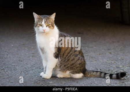 Londra, Regno Unito. 17 luglio 2018. Larry il gatto di Downing Street nel corso di una riunione del gabinetto. Credito: Vickie Flores/Alamy Live News Foto Stock