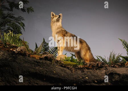 Wild wolf tassidermia presso il Museo dei Bambini di Indianapolis, Indiana. Foto Stock