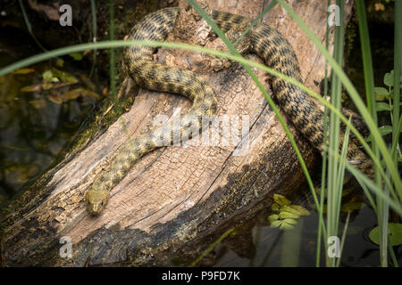 Primo piano di una biscia tassellata poggiante su un pezzo di legno nei pressi di un laghetto Foto Stock