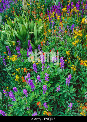 Groundsel, Pennello, Lupin, cavallo di Prato, emigrante deserto, Stanislaus National Forest, Sierra Nevada, in California Foto Stock