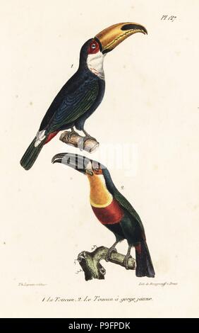 Trasduttore Toco toucan, Ramphastos toco, e Ariel toucan o canale fatturati toucan, Ramphastos vitellinus. Handcolored litografia dal Th. Lejeune di opere complete di Buffon, Oeuvres completa de Buffon, Bruxelles, 1837. Foto Stock