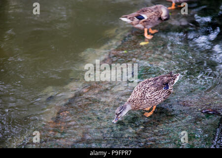 Carino duck bere e guardare su waterfal. Bellezza nel concetto di natura Foto Stock