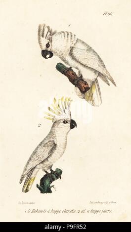 Bianco, cacatua Cacatua alba (pericolo) e giallo-crested cockatoo, Cacatua sulphurea (in pericolo critico). Handcolored litografia dal Th. Lejeune di opere complete di Buffon, Oeuvres completa de Buffon, Bruxelles, 1837. Foto Stock