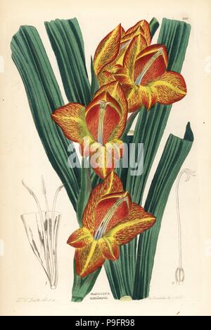 Parrot gladiolus, Gladiolus dalenii (Natal corn-flag, Gladiolus natalensis). Copperplate Handcolored disegnato e inciso da Frederick W. Smith da John Lindley e Robert dolce ornamentali del Giardino di fiori e di arbusti, G. Willis, Londra, 1854. Foto Stock