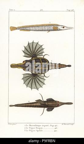 Sargassum pipefish, Syngnathus typhle, poco dragonfish, Eurypegasus draconis e longtail seamouth, Pegasus volitans. Handcolored incisione su rame di Albert Massard dopo una illustrazione di Jean-Gabriel Pretre da Bernard Germain de Lacepede la storia naturale di ovipari quadrupedi, serpenti, i pesci e i cetacei, Eymery, Parigi, 1825. Foto Stock