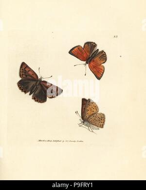 Viola-orlato di rame, a farfalla Lycaena hippothoe. Handcolored incisione su rame di James Sowerby dal British Miscellanea o figure colorate di nuovo, rare o poco note soggetti animali, Londra, 1804. Foto Stock