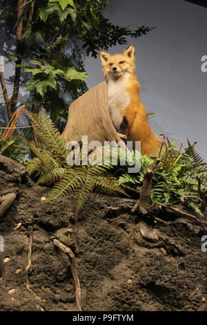 Farcite e montato Red Fox presso il Museo dei Bambini di Indianapolis, Indiana. Foto Stock