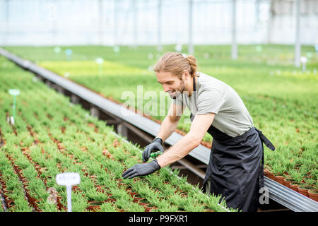 Lavoratore con piante in serra Foto Stock