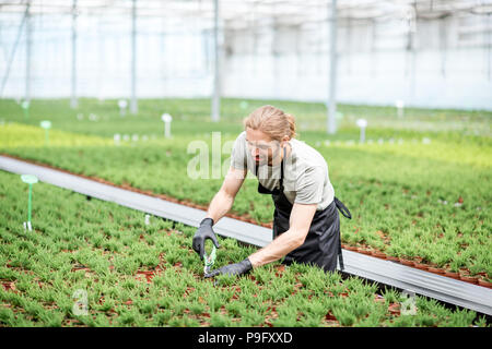 Lavoratore con piante in serra Foto Stock