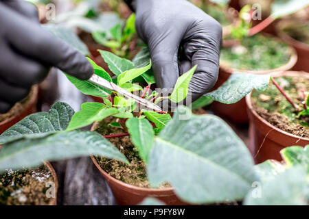 Impianti di taglio al plantation Foto Stock