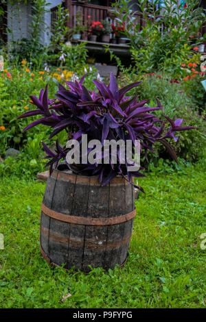 Decorazioni floreali in barile di legno.cafe ristorante esterno concetto.fiori viola in legno verniciato piccolo barile.fiori viola sul barile vecchio. Foto Stock