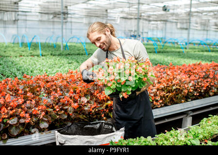 Uomo di fiori da taglio in serra Foto Stock