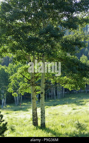 Aspen alberi in aprire verde campo erboso in Colorado Foto Stock