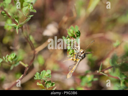 Sei-belted clearwing deposizione delle uova Foto Stock