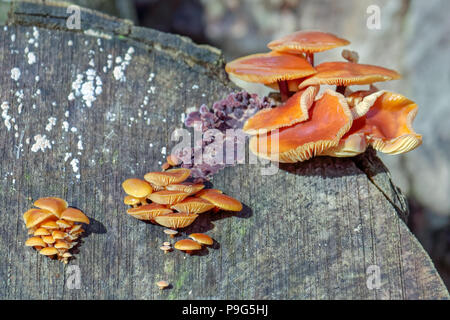 Gambo di velluto funghi Flammulina velutipes) che cresce su un vecchio ceppo di albero Foto Stock