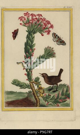 La unità organizzativa Crassule Grassette. Impianto di giada, Crassula ovata. Handcolored incisione da Pierre Joseph Buchoz' Collection precieuse et enluminee des Fleurs les plus belles et les plus curieuses, qui se cultivent tant dans les jardins de la lombata, que dans ceux de l'Europe, Parigi, 1776. Foto Stock