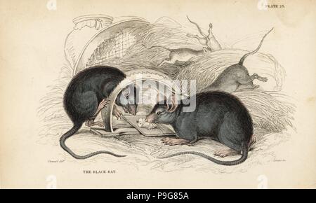 Nero, ratto Rattus rattus (mus rattus), catturati in un mousetrap. Acciaio Handcolored incisione di Lizars dopo una illustrazione di James Stewart da William Jardine naturalista della biblioteca, Edimburgo, 1836. Foto Stock
