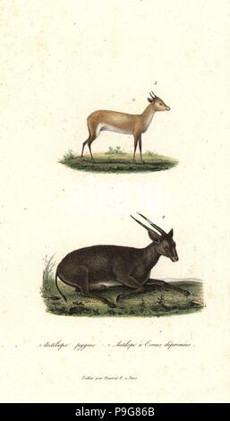 Bates pigmeo di antilope, Neotragus batesi e anoa o midget buffalo, Bubalus depressicornis (in pericolo critico). Handcolored incisione su rame dal rene Primevere della lezione completa de Buffon, Pourrat Freres, Parigi, 1838. Foto Stock