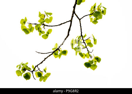 Vacilla Aspen foglie (Populus tremuloides), nuove foglie, Nord America, da Bruce Montagne/Dembinsky Foto Assoc Foto Stock