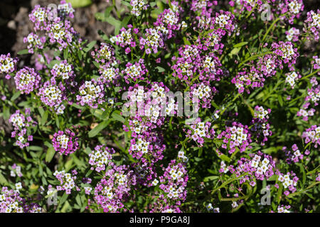 'Rosea O'Day' Sweet alyssum, Strandkrassing (Lobularia maritima) Foto Stock