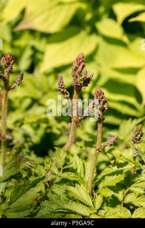 "Pumila' Cinese astilbe, Dvärgastilbe (Astilbe chinensis) Foto Stock