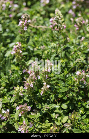 Wall germander, Gamander (Teucrium chamaedrys) Foto Stock