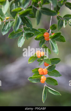 Lonicera spinosa var albertii, (Lonicera spinosa) Foto Stock