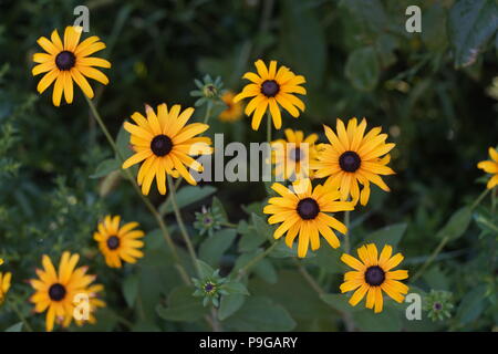 Fiori gialli con centro nero Rudbeckia hirta o black-eyed Susan cresce nel giardino verde Foto Stock