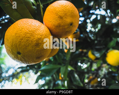 Arance fresche crescente su albero Foto Stock