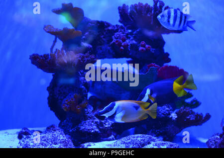 Pesci di diversi colori e dimensioni galleggiante intorno a una pietra ricoperta di alghe e coralli sul fondo di profonde acque scure Foto Stock