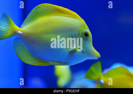 Giallo pesci di medie dimensioni in pura acqua blu, fotografia di close-up Foto Stock