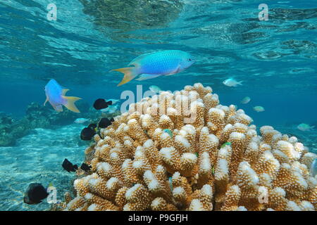 Subacquea pesci tropicali (castagnole) con spazzola corallo in acque poco profonde, oceano pacifico, Polinesia francese, Oceania Foto Stock