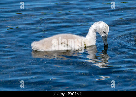 Mute swan cygnet guardando giù nella propria riflessione nella calma, ancora, l'acqua del lago Hertford, Regno Unito Foto Stock