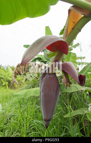 Banana blossom,Banana Flower consumati come verdura deliziosa Foto Stock