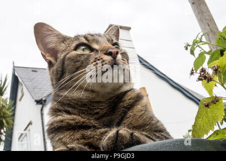 Guardando verso l'alto un tabby cat (Gatto bengala) giacente su un metallo verde Tavolo da giardino, la casa e il camino dietro. Foto Stock