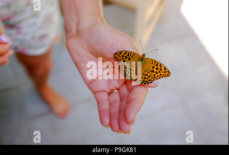 Center Parcs La Foresta di Longleat - un argento-lavato Fritillary farfalla Argynnis paphia isole su una donna mano Foto Stock