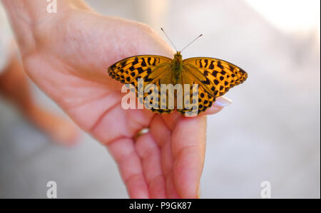 Center Parcs La Foresta di Longleat - un argento-lavato Fritillary farfalla Argynnis paphia isole su una donna mano Foto Stock