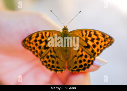 Center Parcs La Foresta di Longleat - un argento-lavato Fritillary farfalla Argynnis paphia isole su una donna mano Foto Stock