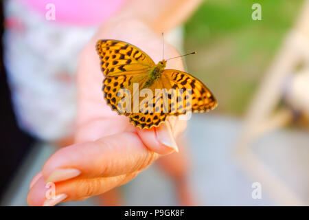 Center Parcs La Foresta di Longleat - un argento-lavato Fritillary farfalla Argynnis paphia isole su una donna mano Foto Stock