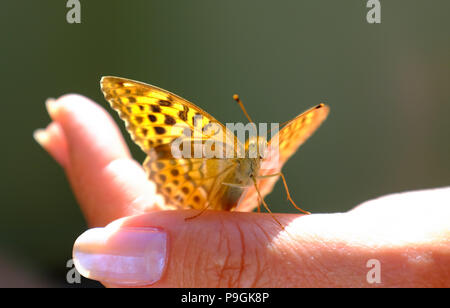 Center Parcs La Foresta di Longleat - un argento-lavato Fritillary farfalla Argynnis paphia isole su una donna mano Foto Stock