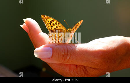 Center Parcs La Foresta di Longleat - un argento-lavato Fritillary farfalla Argynnis paphia isole su una donna mano Foto Stock