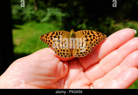 Center Parcs La Foresta di Longleat - un argento-lavato Fritillary farfalla Argynnis paphia isole su una donna mano Foto Stock