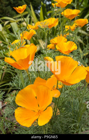 Papavero californiano missione campane, california, Eschscholzia californica, Foto Stock