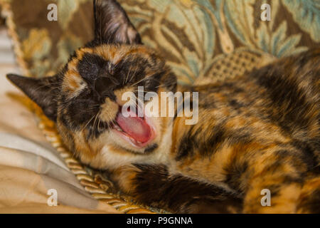 Piuttosto Calico gattino, sbadigli come egli getta sul letto. Ampia bocca aperta Foto Stock