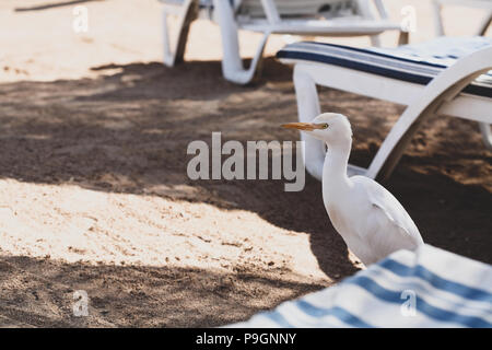 Airone guardabuoi, spiaggia, Egitto Foto Stock